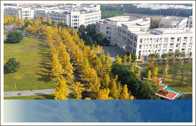 电子科技大学银杏大道